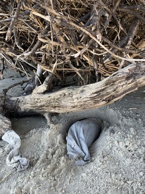 Driftwood Beach by null