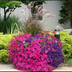 Pine Grove Greenhouse & Farm Market