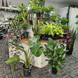 Flowers by Sleeman - plants plants plants