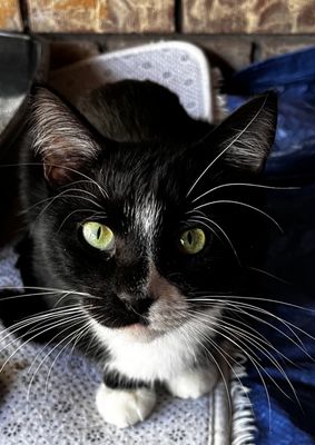 Panhandle Humane Society