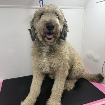 Pawfection Mobile Spa - Camper before and after his grooming - Pet Groomers Near Me - Fairfield, California Pawfection Mobile Spa - Camper before and after his grooming - Pet Groomers Near Me - Fairfield, California