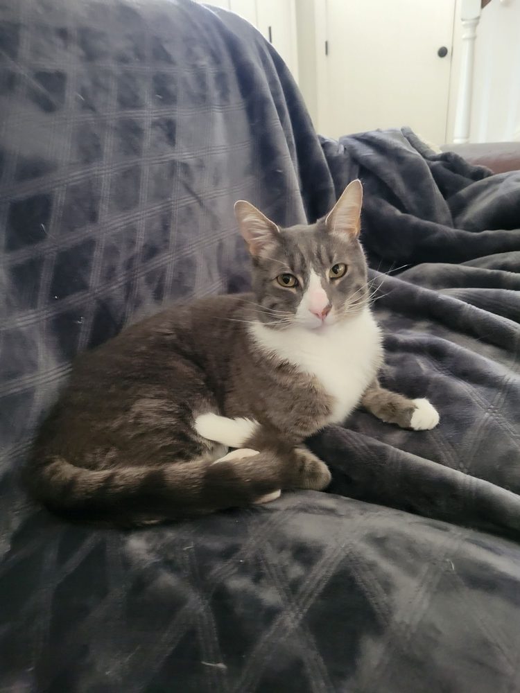 ANIMAL EMERGENCY CENTER 38 Reviews 2025 Washington Memorial