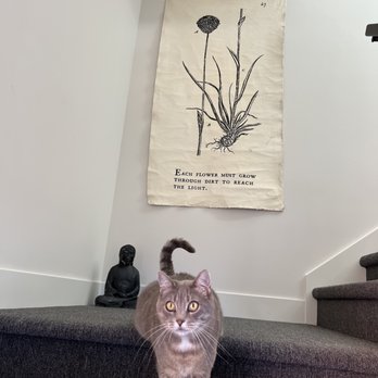 Sarah's Yoga Loft - Zelda the Yoga greeter - Yoga Near Me - Snohomish, Washington Sarah's Yoga Loft - Zelda the Yoga greeter - Yoga Near Me - Snohomish, Washington