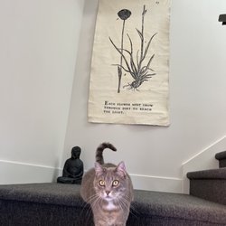 Sarah's Yoga Loft - Zelda the Yoga greeter