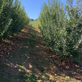 Mercier Orchards - More - Bakeries Near Me - Blue Ridge, Georgia