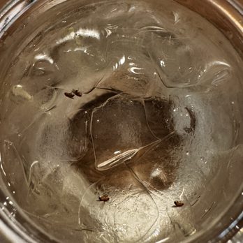 Urban Pour Social - Bugs in water. Stay tuned for review. - American Near Me - Austin, Texas Urban Pour Social - Bugs in water. Stay tuned for review. - American Near Me - Austin, Texas