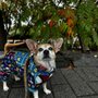 Animal Rescue League of Boston
