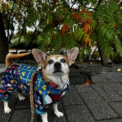 Animal Rescue League of Boston - Dressed for success...