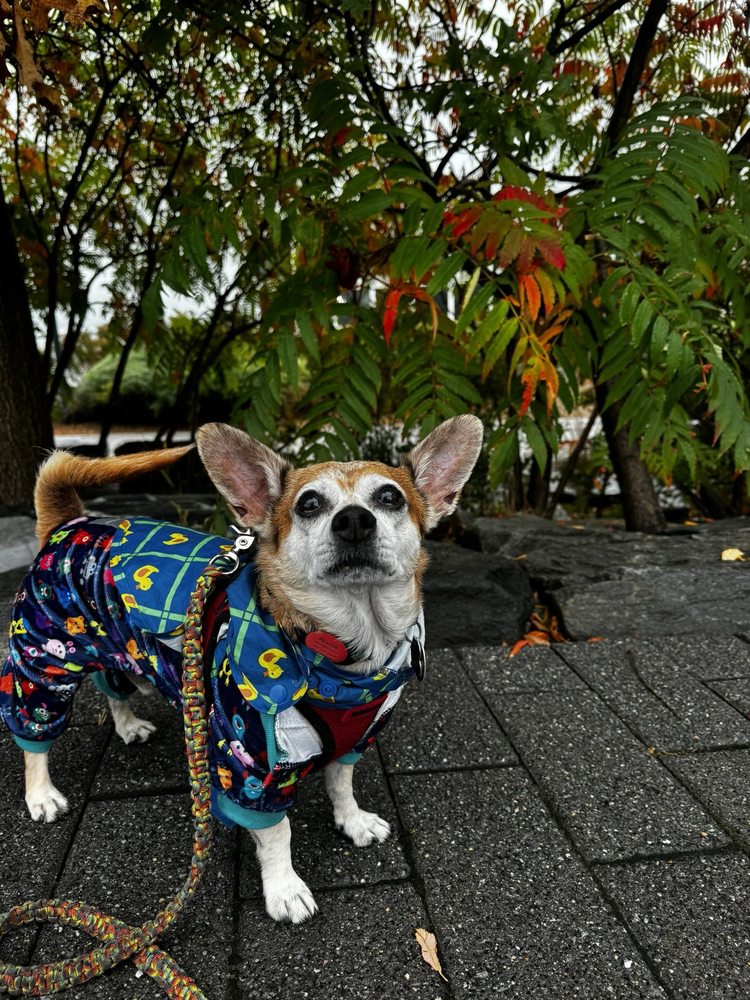 Animal Rescue League of Boston Image