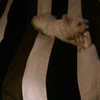 Stop N Shop Thrift Store - Blanket we got too! Not the westie though lol. - Thrift Stores Near Me - Indianapolis, Indiana Stop N Shop Thrift Store - Blanket we got too! Not the westie though lol. - Thrift Stores Near Me - Indianapolis, Indiana