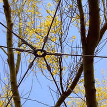Arapahoe Tree Surgeon - Tree Services Near Me
