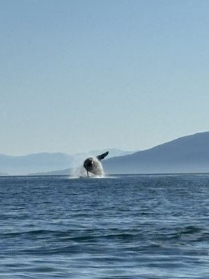 Above and Beyond Alaska by null