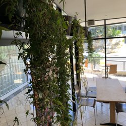 Livoti's Deli / Cafe - Greenery