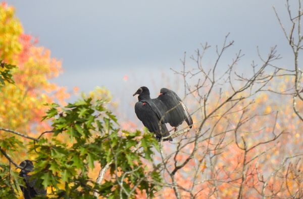Hawks Nest State Park by null