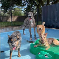 Fetch Pet Resort