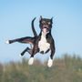 Photo of Oly's Dog Training