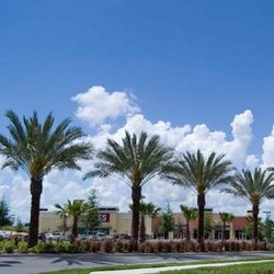 Desert Empire Palms - Santa Clara palm tree project, palms provided from Desert Empire Palms