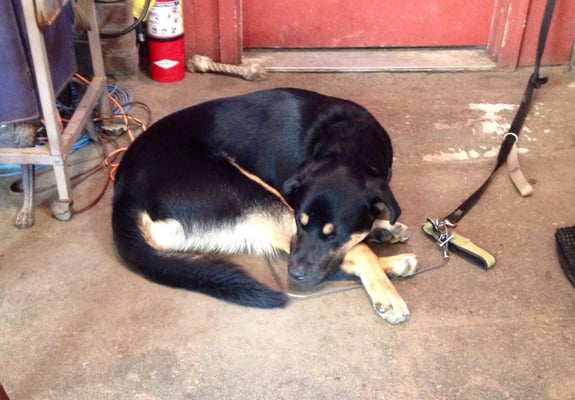 The Warhorse Coffee Shop by null