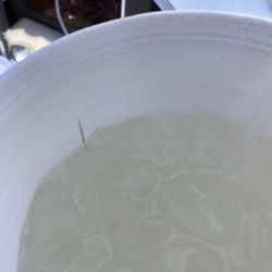 The Bus Stop Cafe - Cat, dog or rat hair in drinks  sick to my stomach