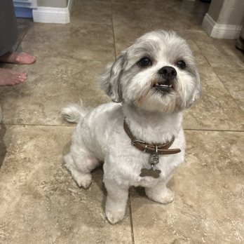 Pup's N Bubbles Pet Grooming - Jackson after his spa day - Pet Groomers Near Me - Lake Elsinore, California