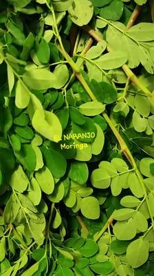 El Naranjo by null
