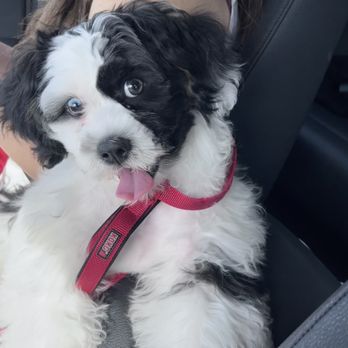 PJ Noah PetSalon - Lake Forest - After appt - Pet Groomers Near Me - Lake Forest, California