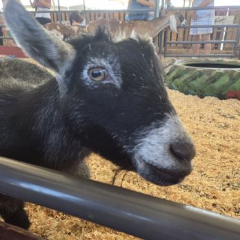 Tanaka Farms - petting area - CSA Near Me - Irvine, California Tanaka Farms - petting area - CSA Near Me - Irvine, California