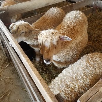 Brooklyn Fair - Lambs - Festivals Near Me - Brooklyn, Connecticut