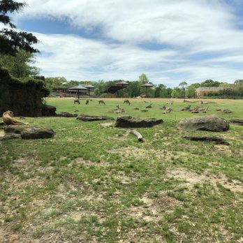 Caldwell Zoo - We how this looks like the real Savanna. Grounds were planned so it looks as if the lions could grab themselves a bite of any time. - Zoos Near Me - Tyler, Texas Caldwell Zoo - We how this looks like the real Savanna. Grounds were planned so it looks as if the lions could grab themselves a bite of any time. - Zoos Near Me - Tyler, Texas