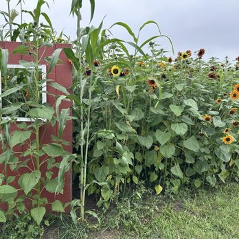 Fall Harvest Orchard - Sunflower field - Attraction Farms Near Me - Delano, Minnesota