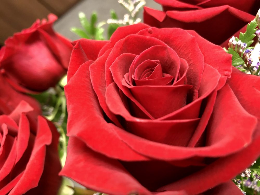 Florist Calgary Alberta at Linda McAlpin blog