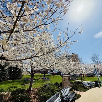 Big Spring Park - Spring Cherry Blossoms 3/23/25 - Parks Near Me - Huntsville, Alabama Big Spring Park - Spring Cherry Blossoms 3/23/25 - Parks Near Me - Huntsville, Alabama