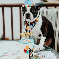 Classy Girl Cupcakes - My dog loved it