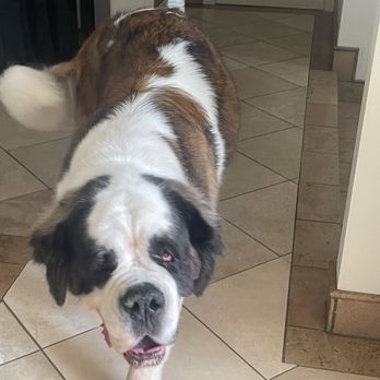 Ladies Pet Grooming - Pet Groomers Near Me - Glendora, California