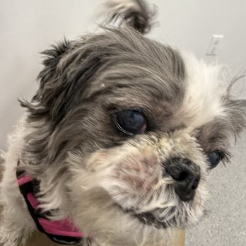Veterinary Eye Clinic - Significant improvement at her 1 week checkup - Veterinarians Near Me - Alhambra, California