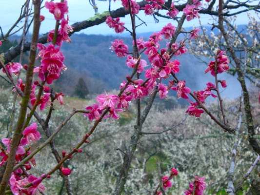 月ヶ瀬梅林公園 Parks 月ヶ瀬長引21 8 奈良市 奈良県 Japan Phone Number