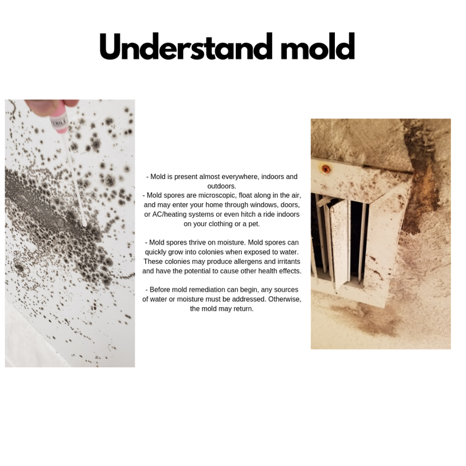 Mr. Mold - Mold Removal Experts - mold inspector in Miami, FL