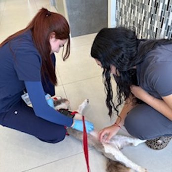 Kendall Pointe Animal Hospital - MistyMoon with the wonderful staff - Veterinarians Near Me - Miami, Florida
