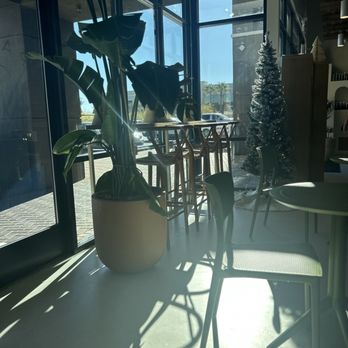 Palm Sugar - Coffee & Tea Near Me - Las Vegas, Nevada Palm Sugar - Coffee & Tea Near Me - Las Vegas, Nevada