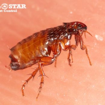 All Star Pest Control - Pest Control Near Me - Rose Hill, Kansas