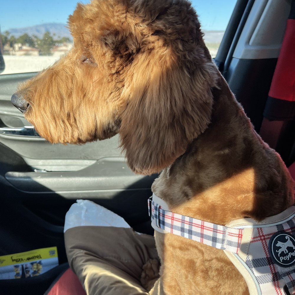 Calling All Paws - Flossy the Goldendoodle - Pet Groomers Near Me - Las Vegas, Nevada Calling All Paws - Flossy the Goldendoodle - Pet Groomers Near Me - Las Vegas, Nevada
