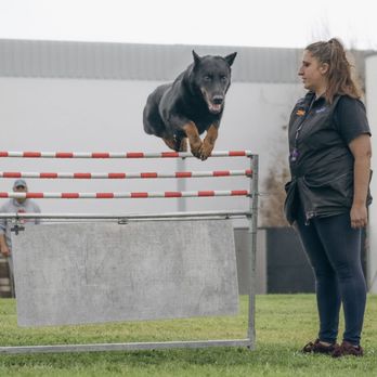 Katana K-9 Academy - Pet Training Near Me Katana K-9 Academy - Pet Training Near Me