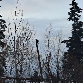 Timberwolf Tree Service - Tree Services Near Me Timberwolf Tree Service - Tree Services Near Me