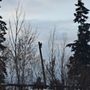 Photo of Timberwolf Tree Service