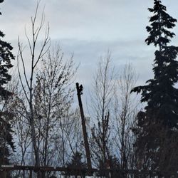 Timberwolf Tree Service