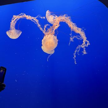 Monterey Bay Aquarium - Jellyfish - Aquariums Near Me - Monterey, California Monterey Bay Aquarium - Jellyfish - Aquariums Near Me - Monterey, California
