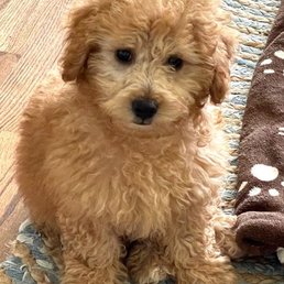 Little Bubba at 11 weeks old.