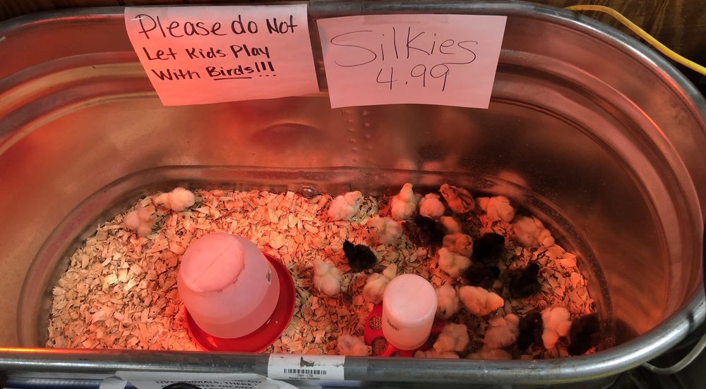 Steinhauser's gift card