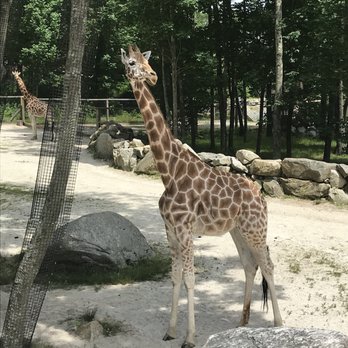 Southwick's Zoo - Amusement Parks Near Me - Mendon, Massachusetts Southwick's Zoo - Amusement Parks Near Me - Mendon, Massachusetts