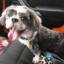 The Groomingden